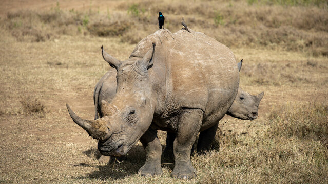 Seltenes Breitmaulnashorn wandert durch die Savanne &ndash; Rhinozeros Wildlife, Artenschutz Afrika, Safari Erlebnis, Urzeitliches Wildtier in Freiheit
