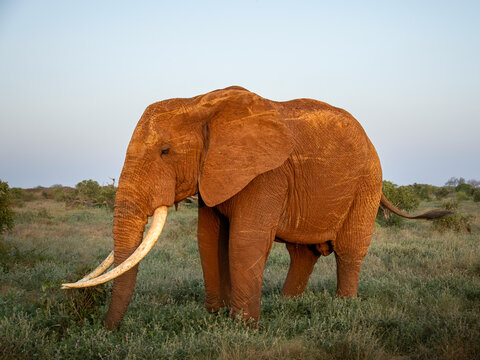 Einzelner afrikanischer Elefant wandert auf Safari-Pfad &ndash; Wildlife Abenteuer, Elefantenbulle in der Savanne, Naturerlebnis Tansania und Wildnis-Pfad