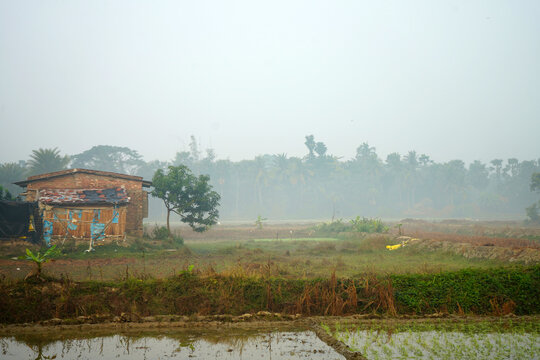 Traditional Rural Hut Beside Paddy Fields Under Misty Morning Sky in West Bengal