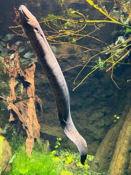 Nahaufnahme eines Fisches in einem Aquarium	