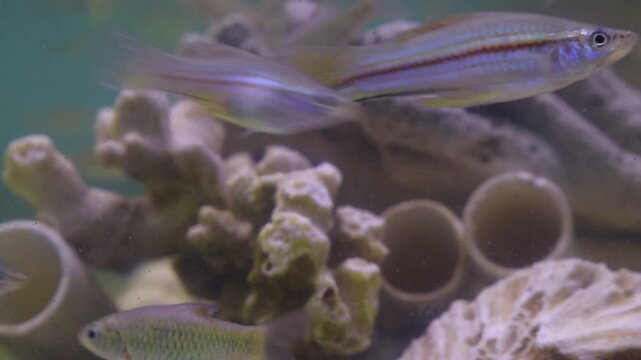 Swordtail fish (Xiphophorus hellerii) swimming inside aquarium, showing elongated tail and active movement in clear freshwater environment.
