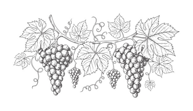 Hand drawn of ripe grape clusters and vine leaves fruit black
