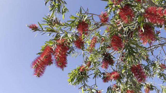 Red flowers resembling bottle brushes against a blue sky &mdash; this is Callistemon, also known as the bottlebrush plant.