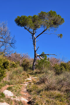 Aleppo pine (Pinus halepensis) in Pieve alta Liguria, Italy