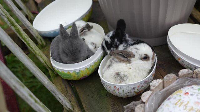 easter bunny and eggs