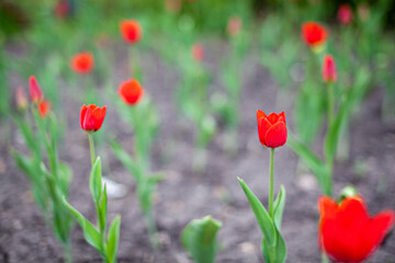 Obraz premium Red tulips blooming in a garden with green leaves and soft-focus background creating a vibrant spring atmosphere
