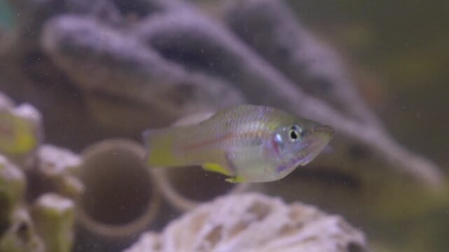 Swordtail fish (Xiphophorus hellerii) swimming inside aquarium, showing elongated tail and active movement in clear freshwater environment.