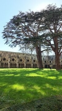 Salisbury Wiltshire England UK. 23.03.2026.  Video. Cloister Garth a grassy area with two Cedar of Lebanon trees planted 1837. to mark Queen Victorias accession at Salisbury Cathedral UK.