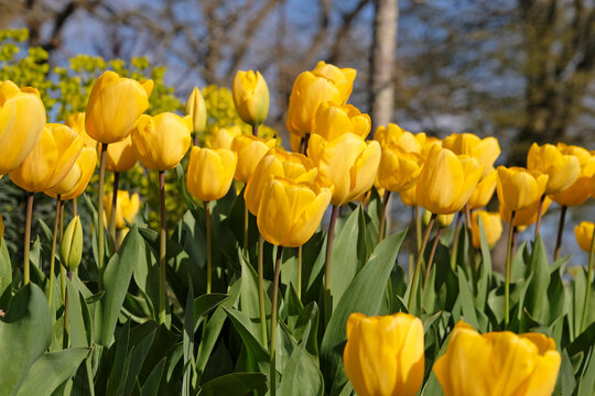 Yellow tulipa, tulip &lsquo;golden oxford&rsquo; in flower.
