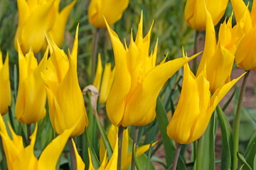 Obraz premium Yellow tulipa, lily flowered tulip ‘la perla’ in flower.