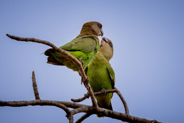 Brown-headed Parrot Pair Allopreening on Bare Branch, Blue Sky, South Africa © Wikus