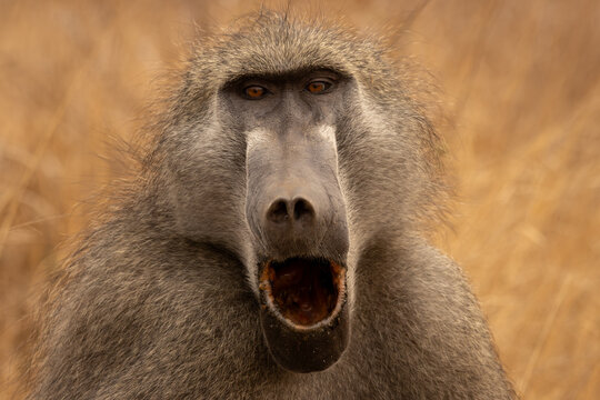 Chacma Baboon Yawning with Canines Exposed, Threat Display, South Africa