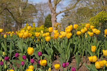 Obraz premium Yellow tulipa, tulip ‘golden oxford’ in flower.