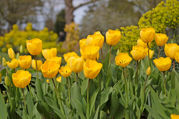 Obraz premium Yellow tulipa, tulip ‘golden oxford’ in flower.