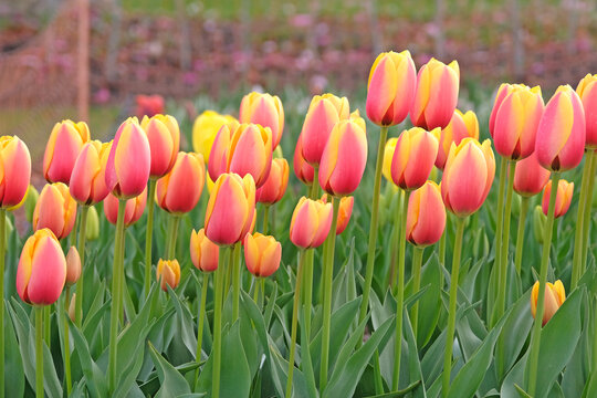 Red and yellow tulipa, tulip &lsquo;world peace&rsquo; in flower.