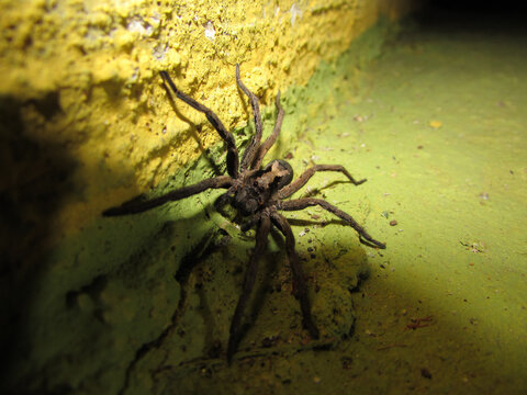 A large wolf spider at night searching for prey.