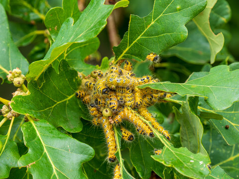 Buff-tip Moth Caterpillars Feeding on an Oak Tree