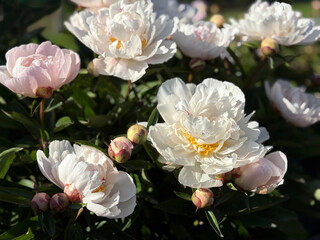 Soft peonies flowers in the garden. © OLENA LIALINA