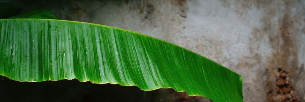 自然環境の荒れた壁に近い緑の葉