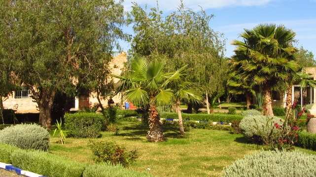 palmera