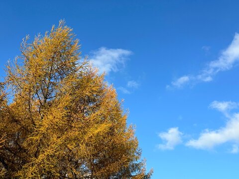 Autumn Larch larix tree against blue sky.