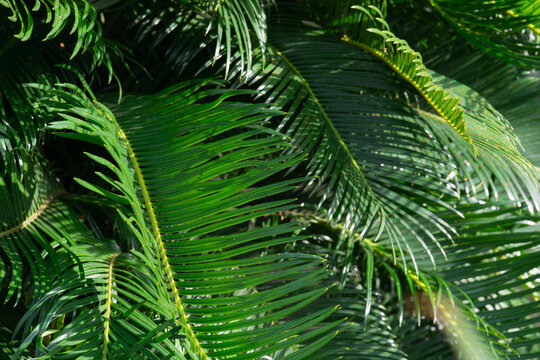 cycas revoluta leaf texture green tropical foliage sago palm plant background in bright sunny garden with exotic atmosphere concept of landscaping, botany, environment