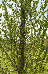 Fototapeta premium lmus carpinifolia 'Columella' - Orme à feuilles de charme à couronne colonnaire à fructification sous forme de grappes de samares arrondies et aplaties vert pâle avant l'apparition du feuillage