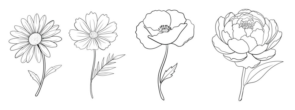 Botanical garden flower collection including daisy cosmos poppy and peony line art sketch drawing.