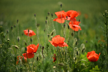 Obraz premium poppies. delicate petals of red poppies in the sun. background with poppy flowers. Beautiful red poppy wild flower and buds in the field. beauty in nature. close-up. spring season, summer time