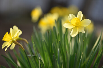 Beautiful blooming flower narcissus variety Curly. Blooming daffodil with yellow petals in inflorescence with stamen on green stem with leaves growing in ground on sunny spring day. Selection breeding © Oleksandr Filatov