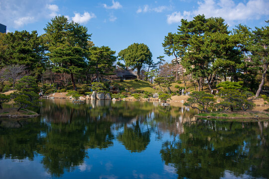 Traditional Japanese Garden Pond with Pine Tree Reflections