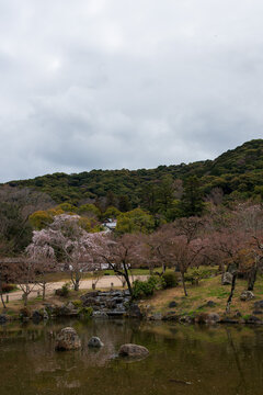 Serene Japanese Garden with Blooming Cherry Blossoms and Pond