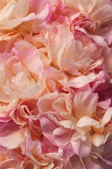 Obraz premium Soft pastel peony bloom close-up texture background for romantic wedding invitation card poster design