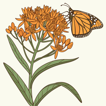 A monarch butterfly on a milkweed plant
