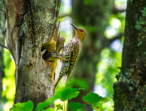 A female northern flicker, Danaus plexippus, on the side of her nest tree while a hungry baby flicker begs for food