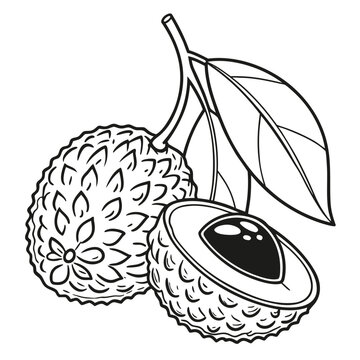 lychee vector