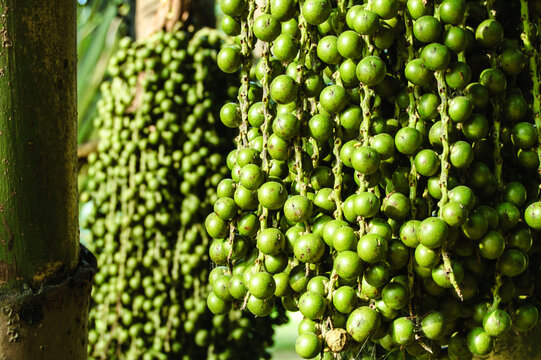 Caryota urens (Caryota mitis Lour.).