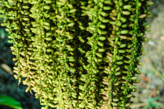Caryota urens (Caryota mitis Lour.).
