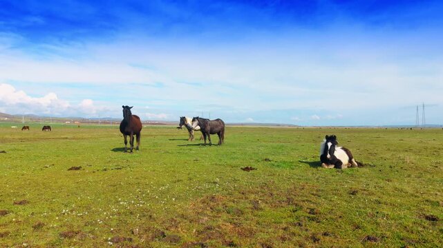 Horses in a field with a pinto horse resting. A pinto horse lying down in the foreground with several other horses standing in a flat green meadow.
