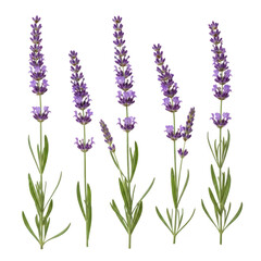 Obraz premium Delicate purple lavender plants in a natural arrangement with green stems and buds