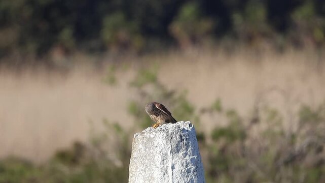 Common Kestrel (Falco tinnunculus) perched on a stone eating a grasshopper, 4K wildlife footage.