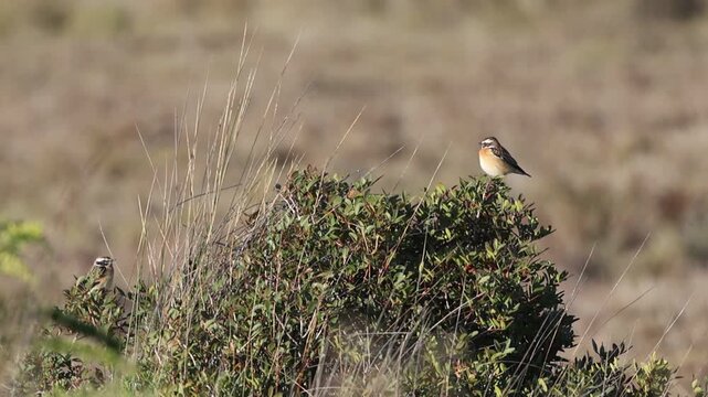 Whinchat (Saxicola rubetra) perched on a bush in a meadow, 4K wildlife footage.