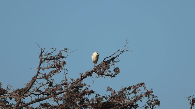 Cattle Egret (Bubulcus ibis) perched on the top of a tree, 4K wildlife footage.