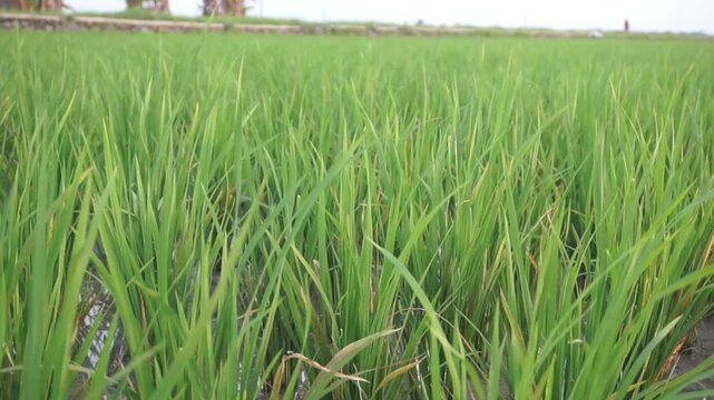 rice plants in the green rice fields and blown by the wind