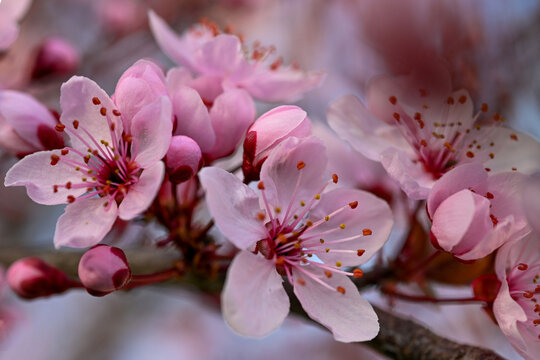 A Prunus species, likely a flowering cherry or cherry plum tree