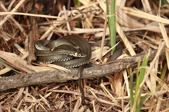 A ball of two grass snakes on the river bank