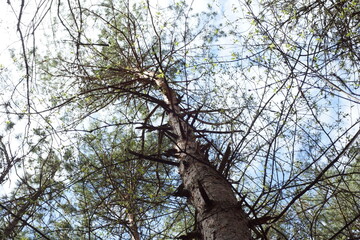 Obraz premium Forest with bugs and trees