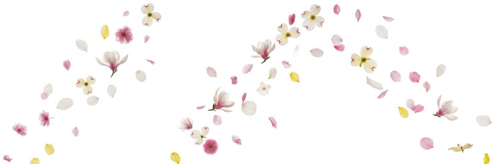 Set of falling magnolia flowers and pink petals oil paint style isolated on transparent background PNG © Stock