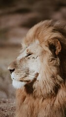 Fototapeta premium portrait of a lion