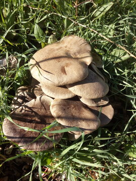 Wild mushrooms growing in grass